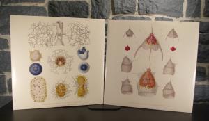 /image.axd?picture=/2015/11/Vinyls/mini/Radiolarians (4).jpg